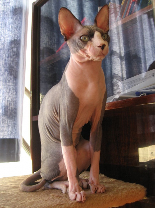 القطط sphynx