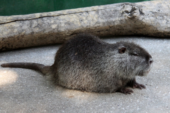 تربية nutria في المنزل