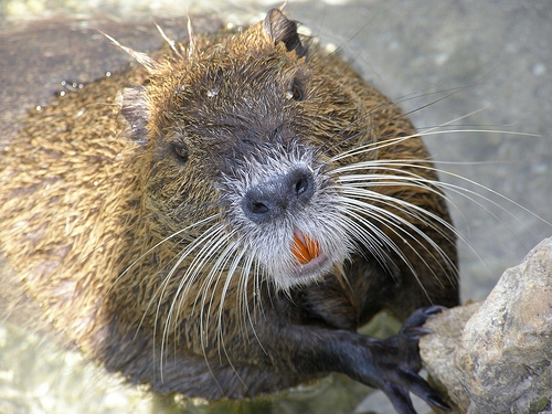 المنزل تربية nutria