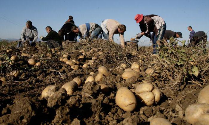 compra de papas a la población del águila