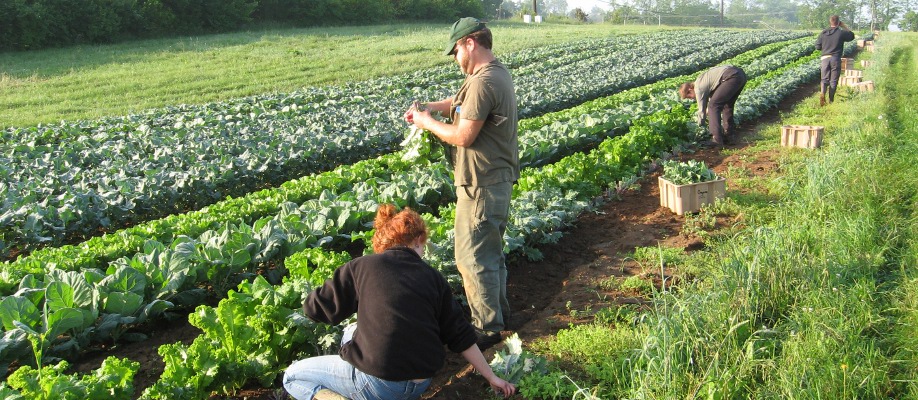 التنمية الصناعية والزراعية